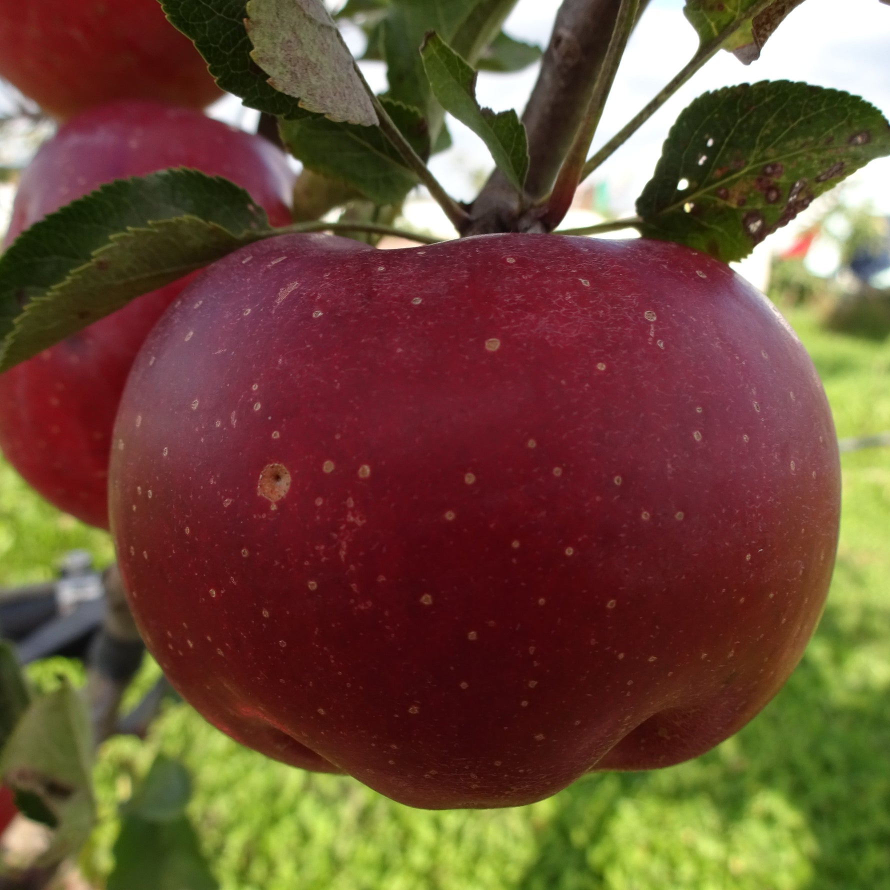Melrose Apple