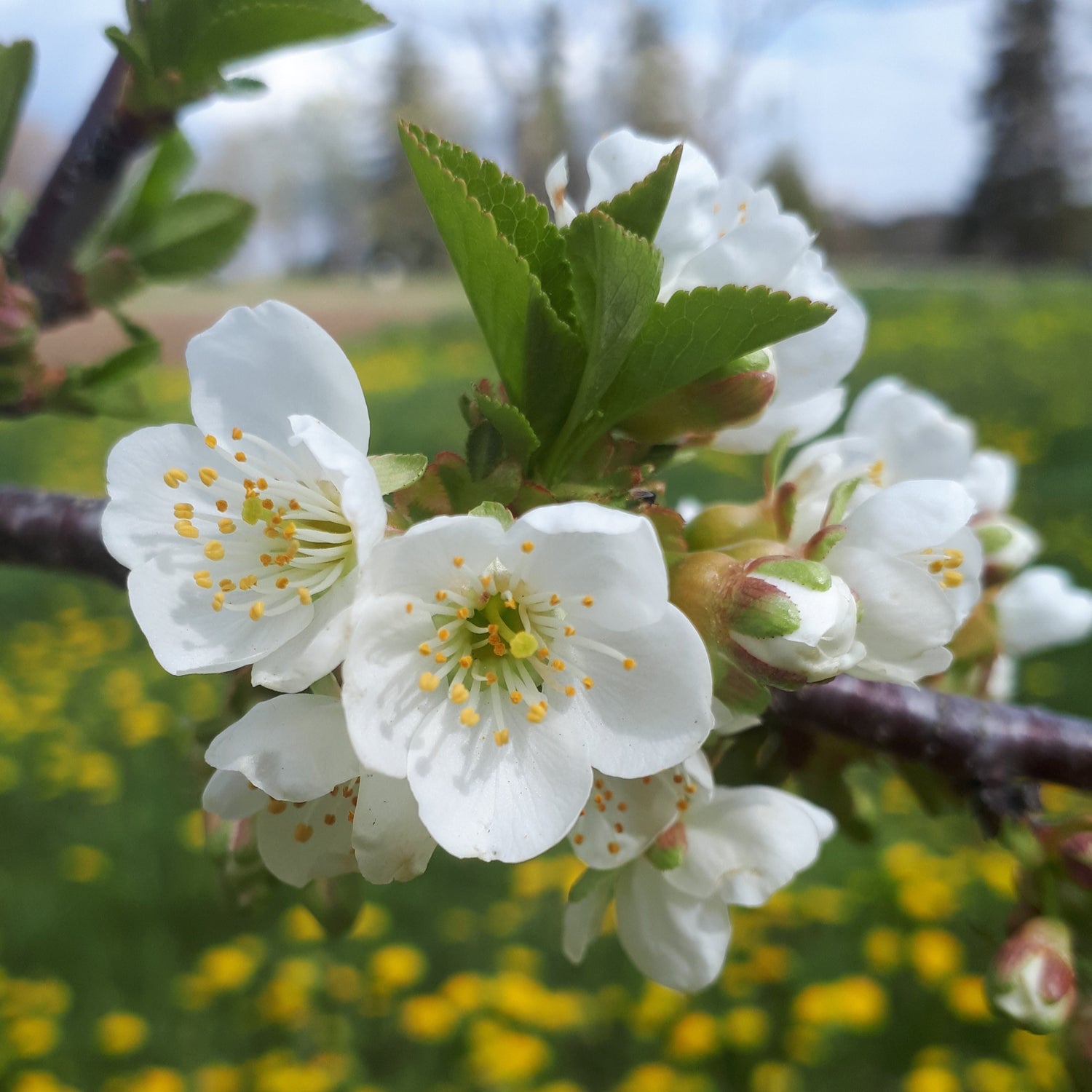 Meteor Sour Cherry - blossom