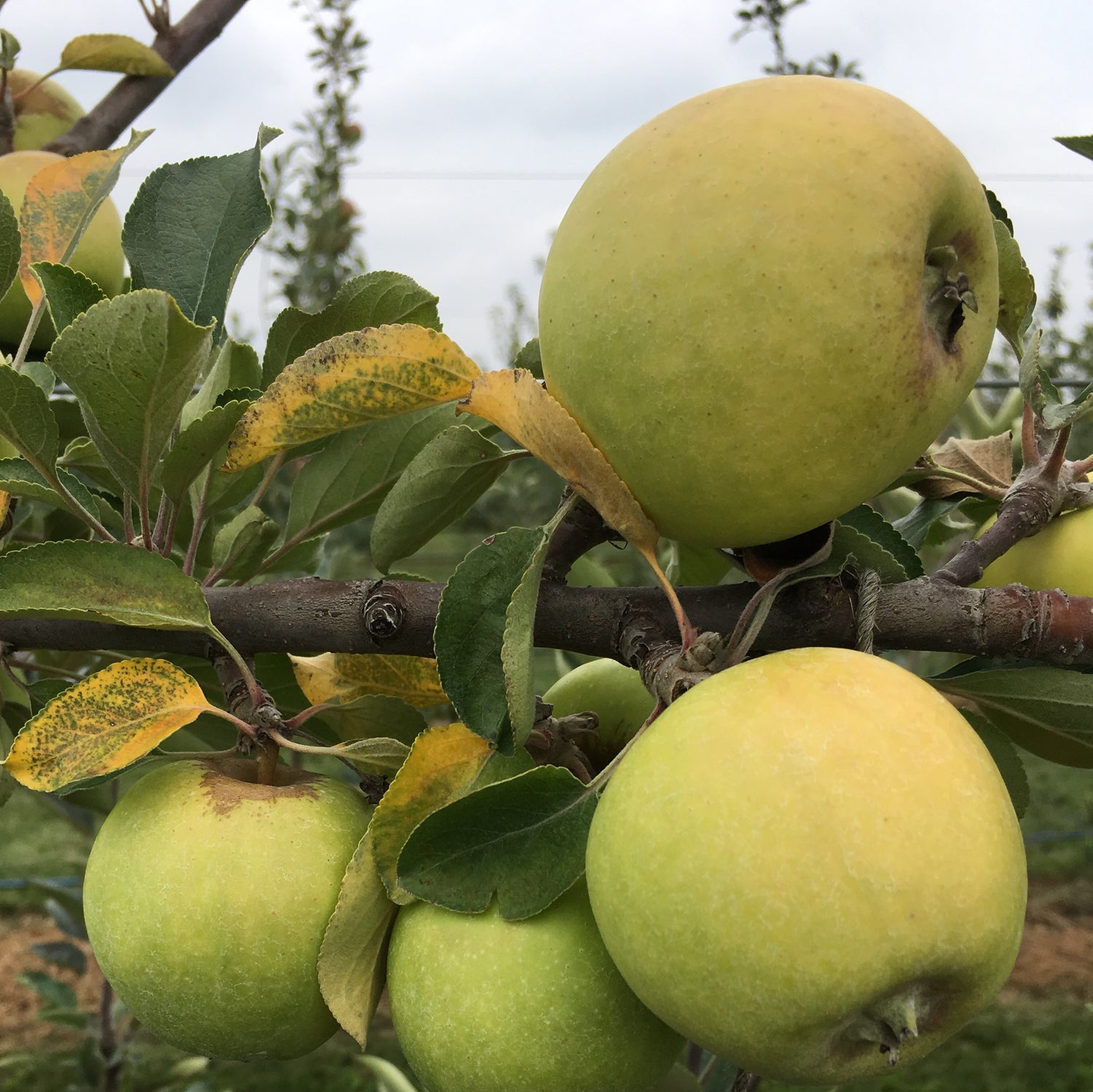 Michelin Apple
