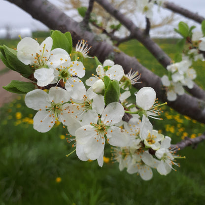 Mirabelle European Plum tree blossoms