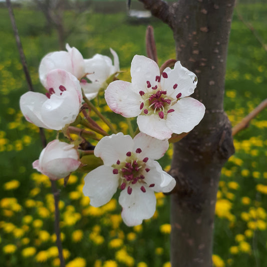Mishirasu Pear - blossoms