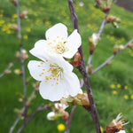 Montmorency Sour Cherry blossoms