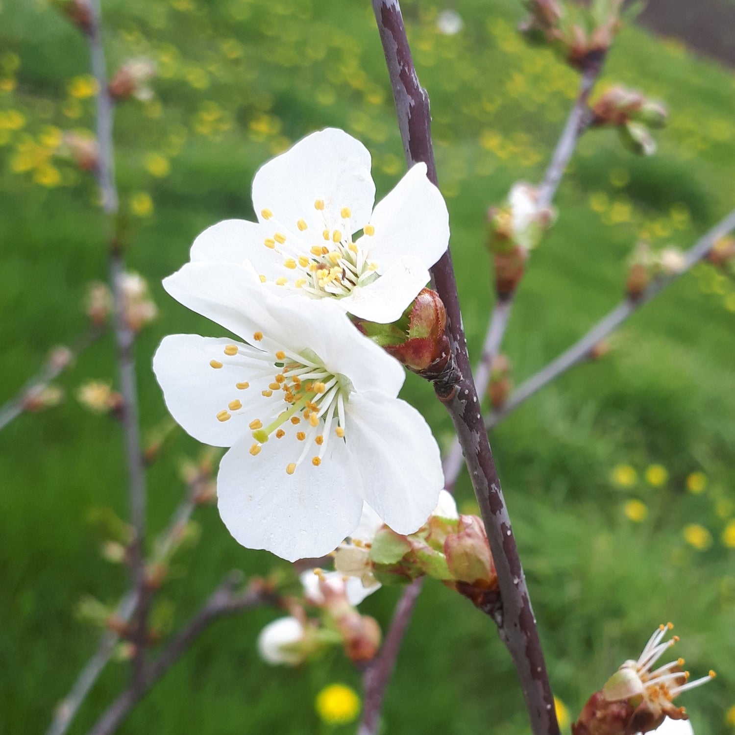Montmorency Sour Cherry blossoms