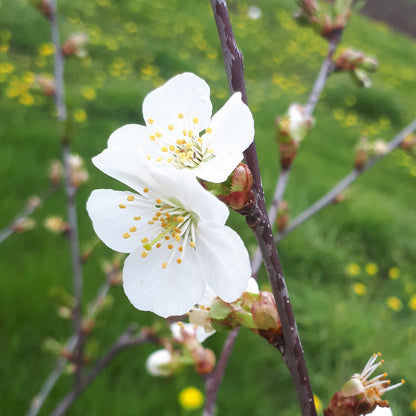 Montmorency Sour Cherry blossoms