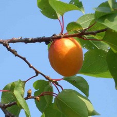 Moorpark Apricot