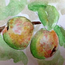 Binet Rouge Apple - watercolour painting.