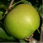 Mutsu Apple