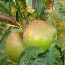 Newtown Pippin Apple