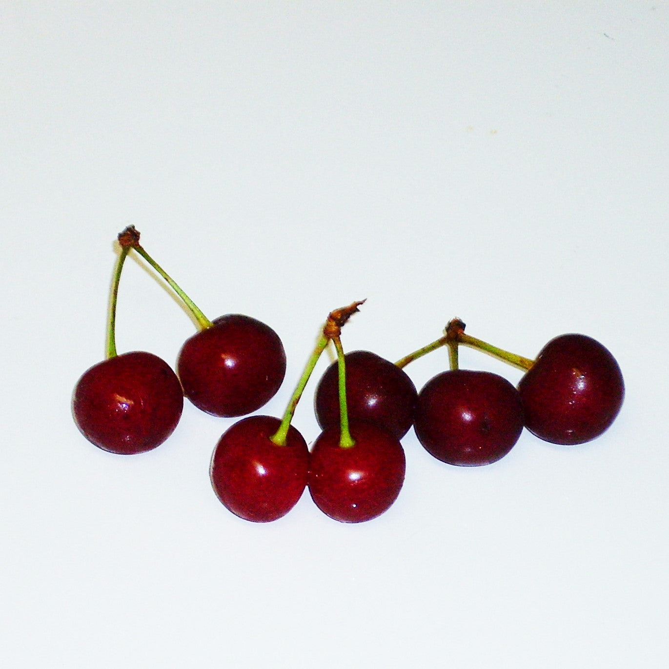 North Star Sour Cherry