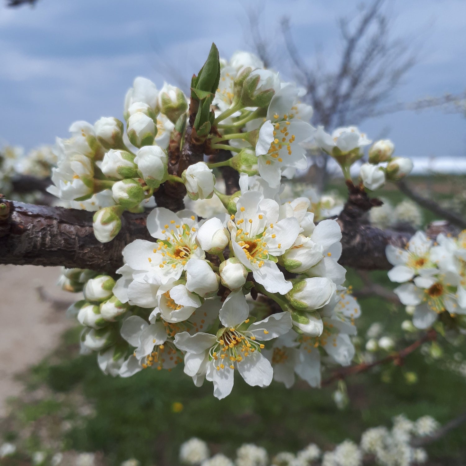 Ozark Premier Japanese Plum Scionwood