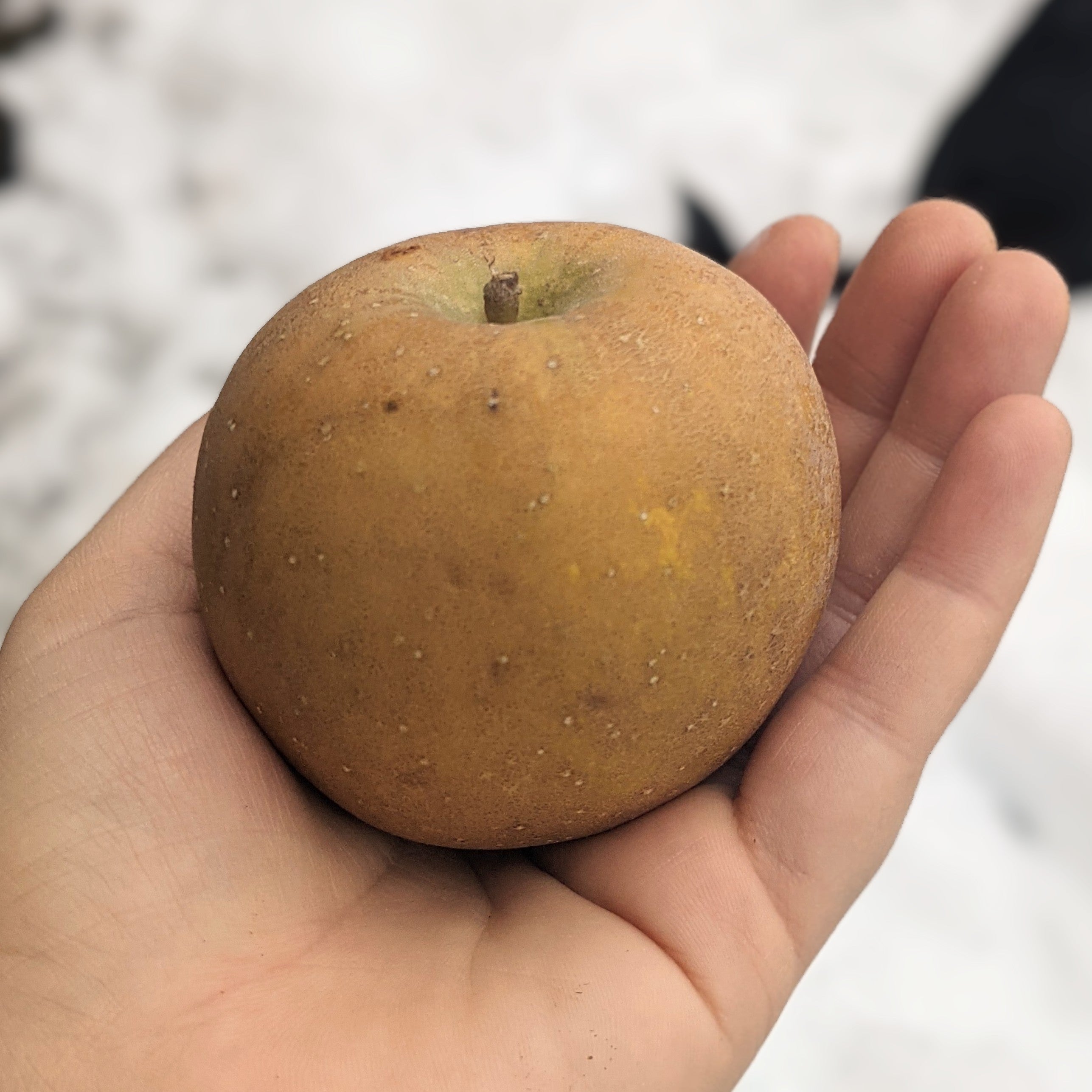 Golden Russet Apple