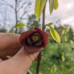 Pawpaw Seedling - view of blossom