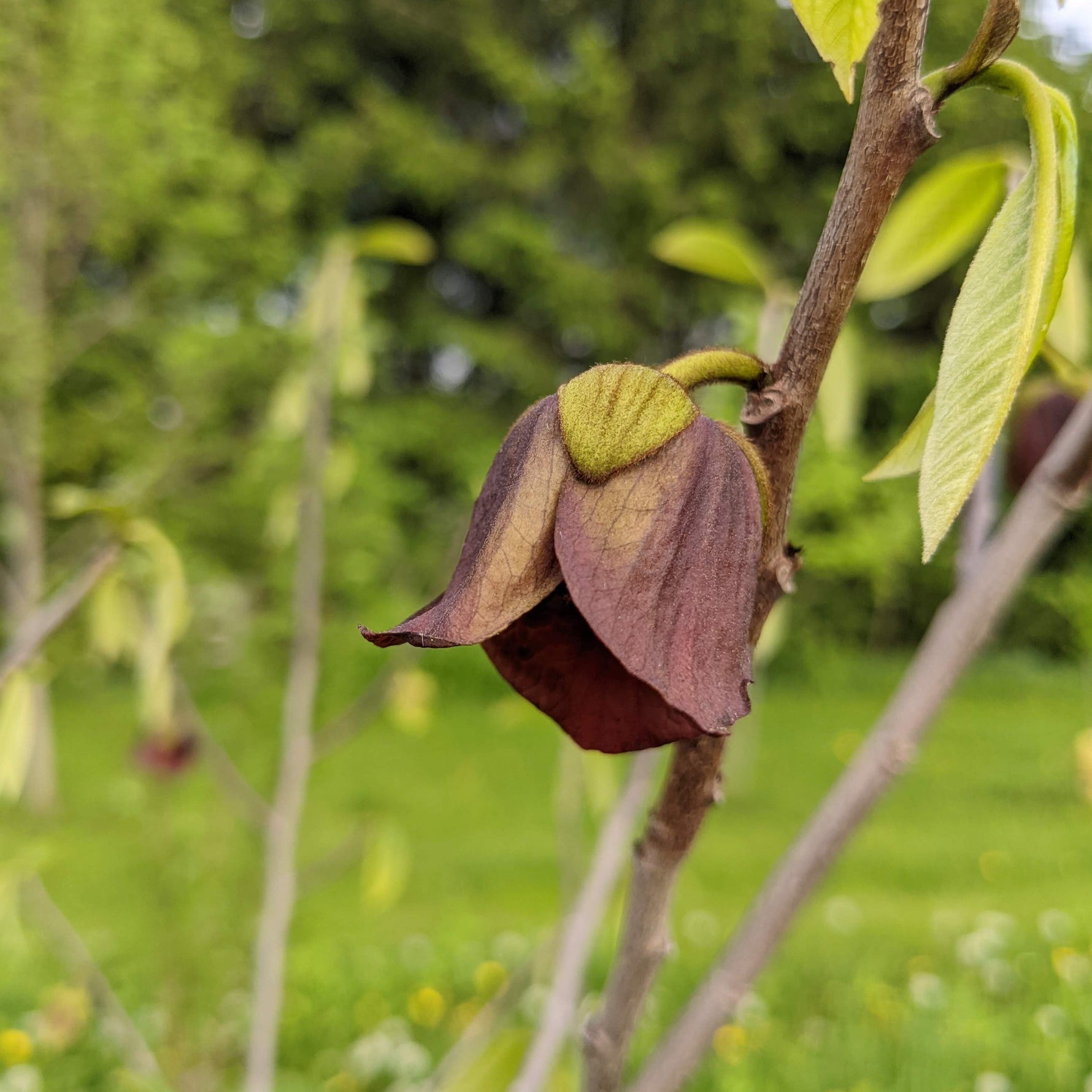 Pawpaw Seedling - view of blossom