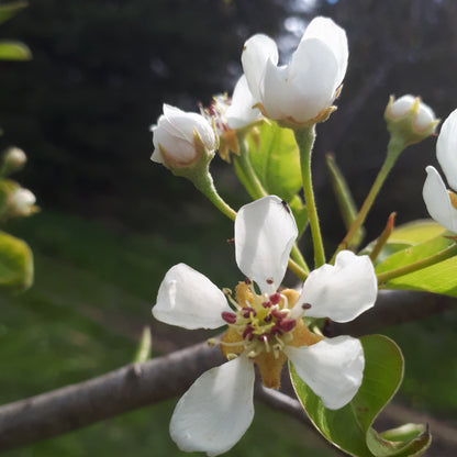 Passe Crassane Pear