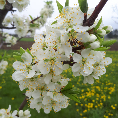 President European Plum