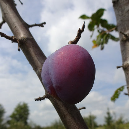 President European Plum