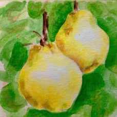 Quince of Portugal drawing