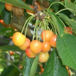 Rainier Sweet Cherry