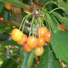 Rainier Sweet Cherry