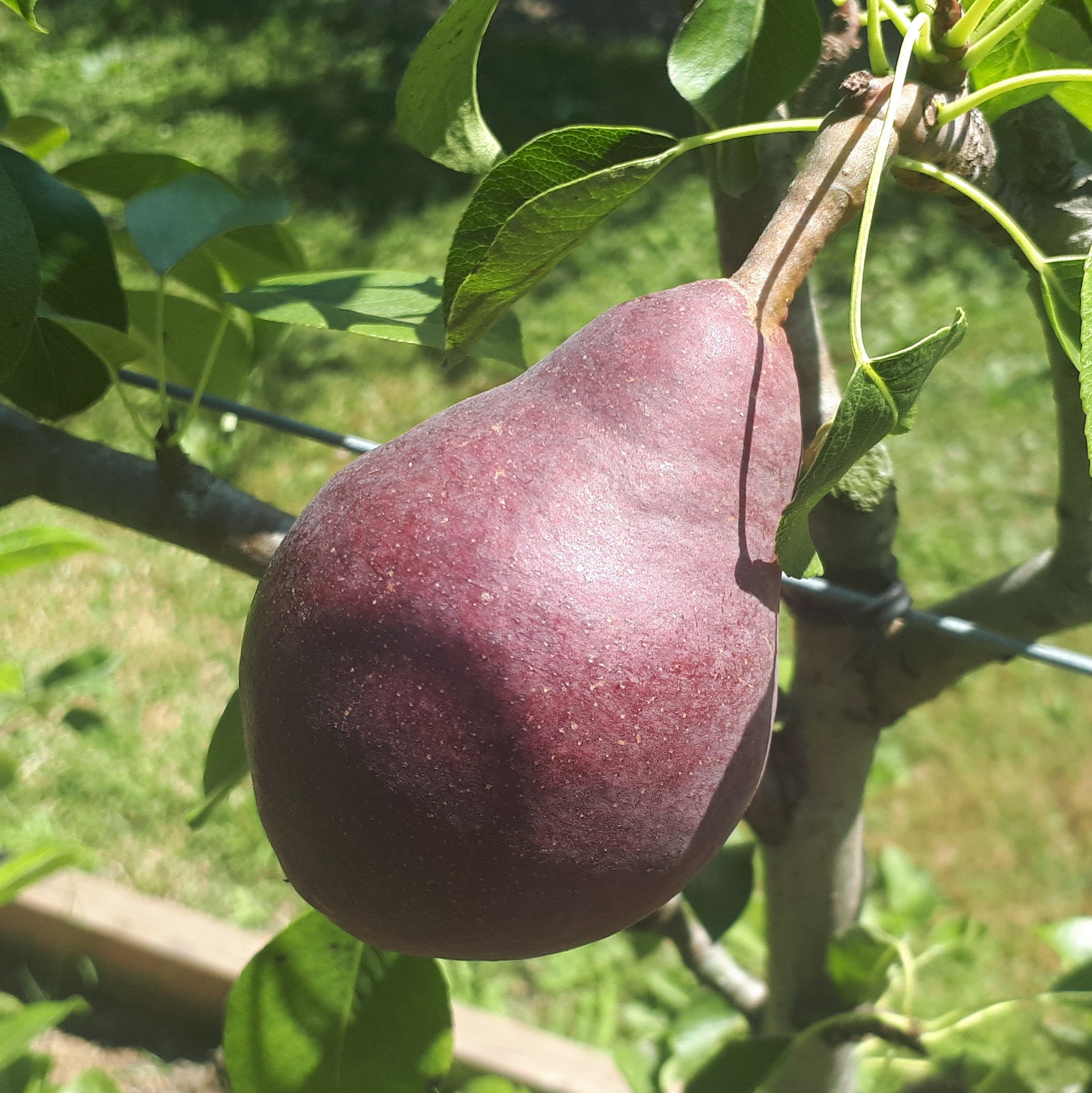 Red Clapp's Favourite European Pear Scionwood – Silver Creek Nursery Ltd.