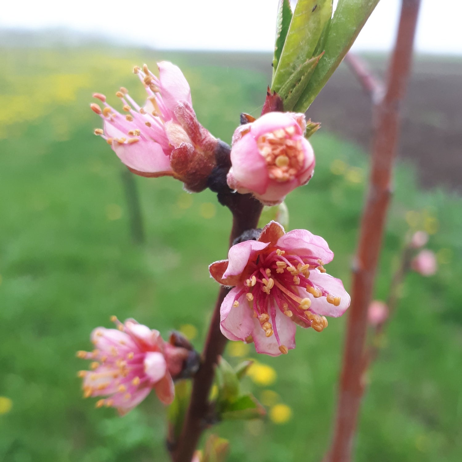 Redhaven Peach blossom