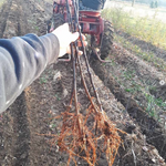 Someone holds out four apple rootstocks freshly dug. 