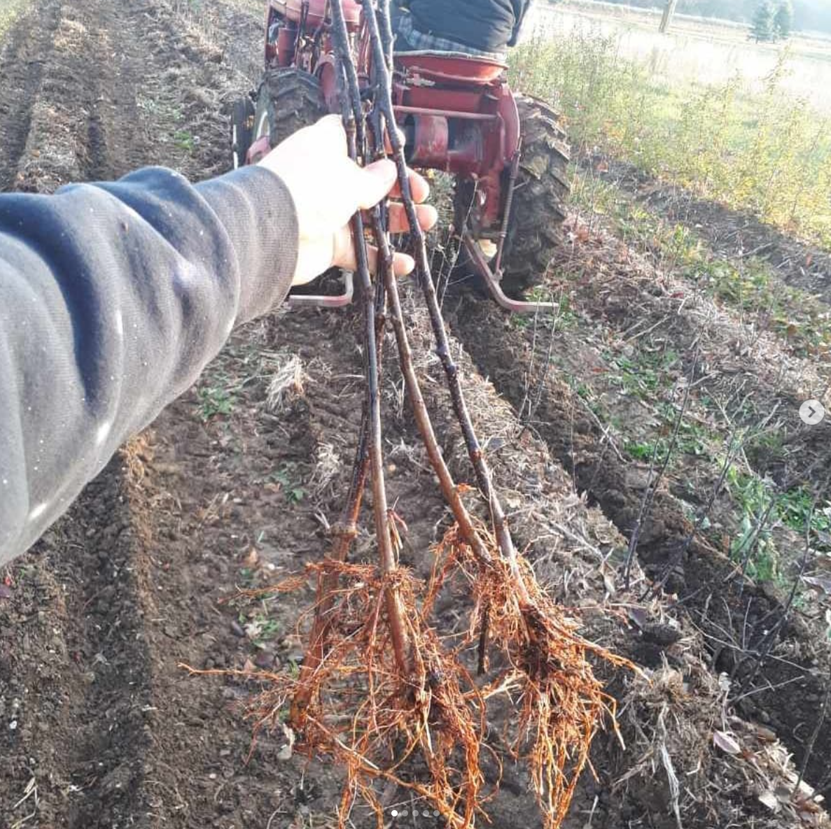 Peach Rootstock