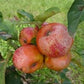 Roxbury Russet Apple