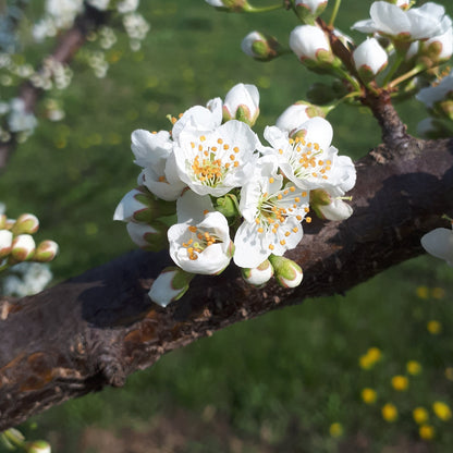 Shiro Japanese Plum blossom