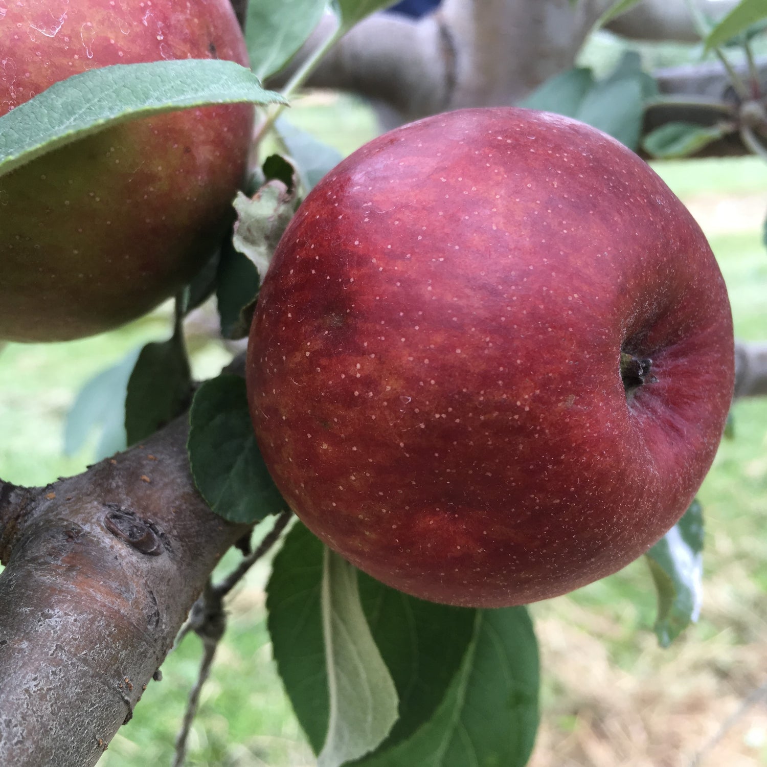 Stoke Red Apple