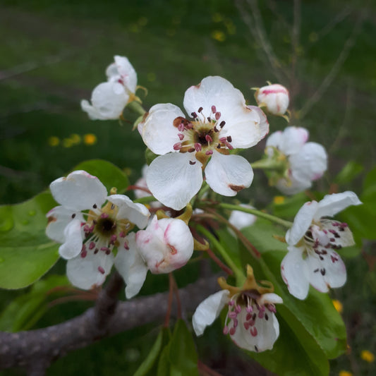Summercrisp Pear blossoms