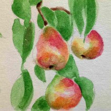 Packham's Triumph Pear
