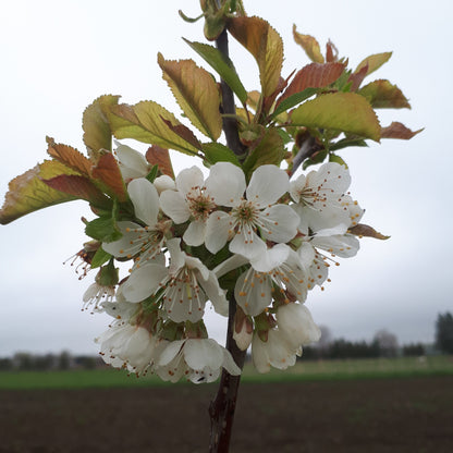 Sweetheart Sweet Cherry blossoms