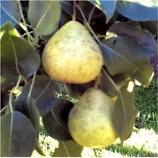 Thorne Pear