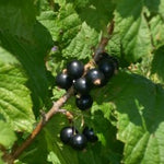 Titania Black Currant