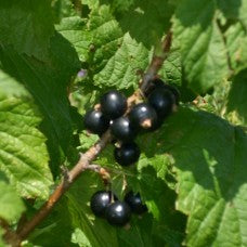 Titania Black Currant