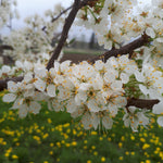 Toka Hybrid Plum blossoms