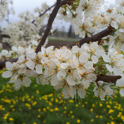 Toka Hybrid Plum