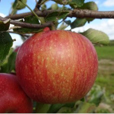 Tsugaru Apple