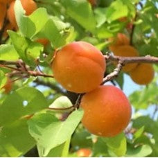 Veecot Apricot