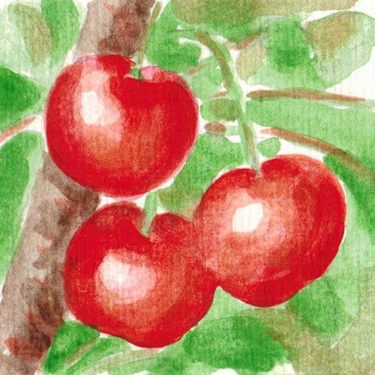 Hungarian Grape Sour Cherry