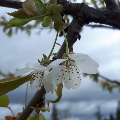 Windsor Sweet Cherry