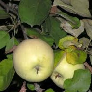 Antonovka apples on the tree branch.