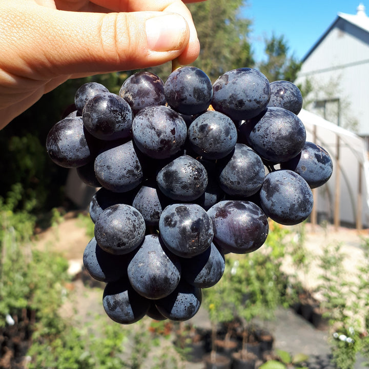 Montreal Blues Grape bunch