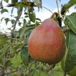 Bonne Louise de Jersey pear hanging in tree - closeup.