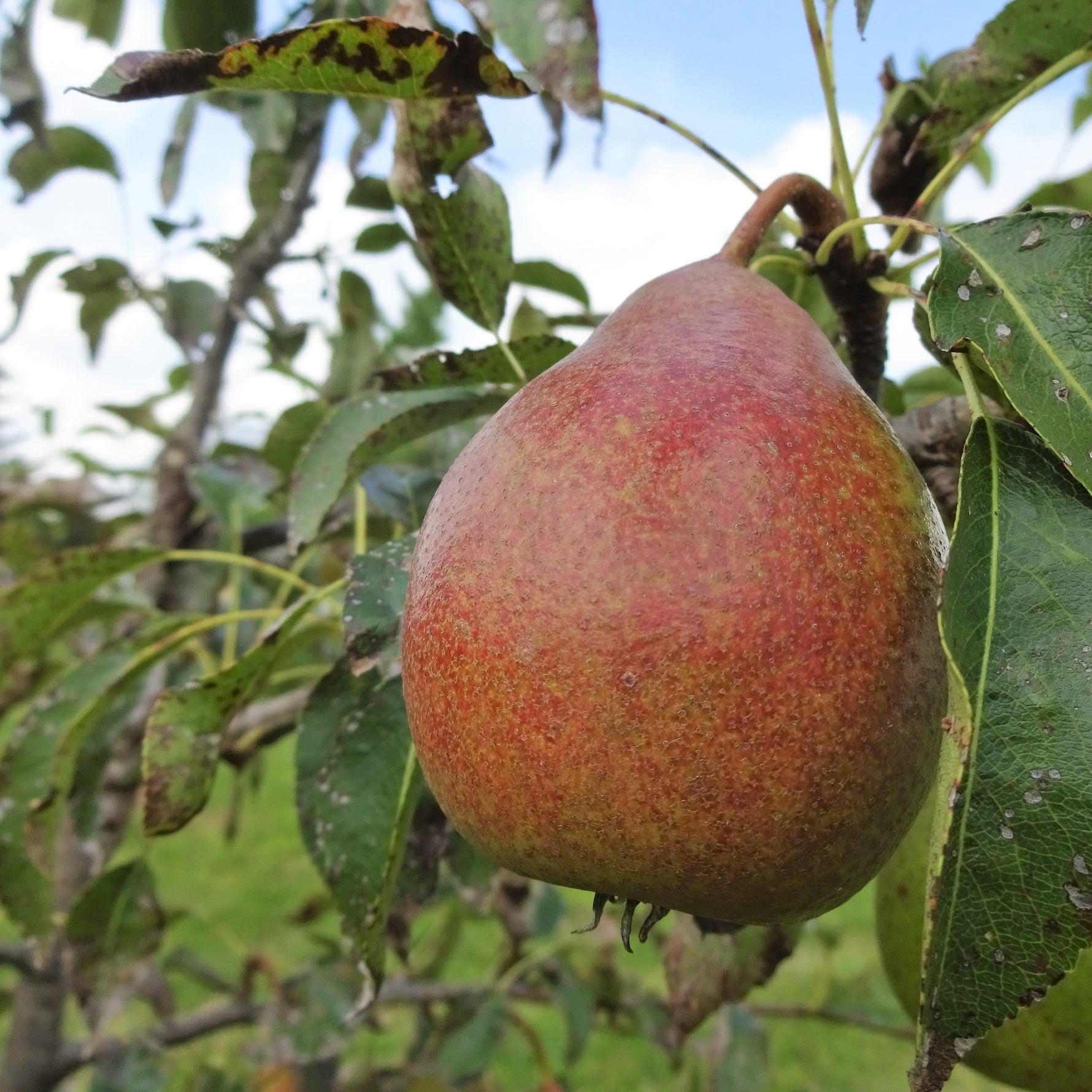 Bonne Louise de Jersey pear hanging in tree - closeup.