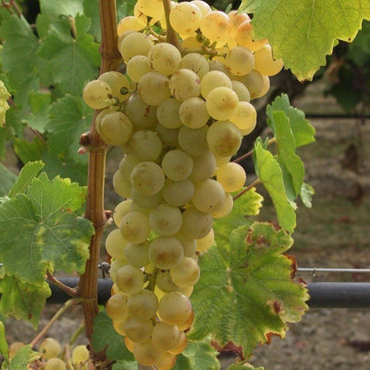 Brianna Grape bunch on a vine.