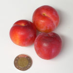 Burbank Japanese Plum