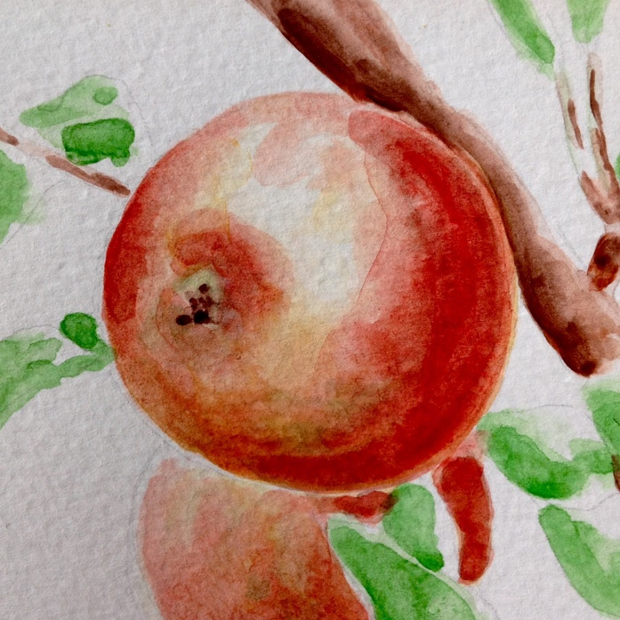 Chisel Jersey Apple - watercolour painting