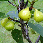 Ischia Fig